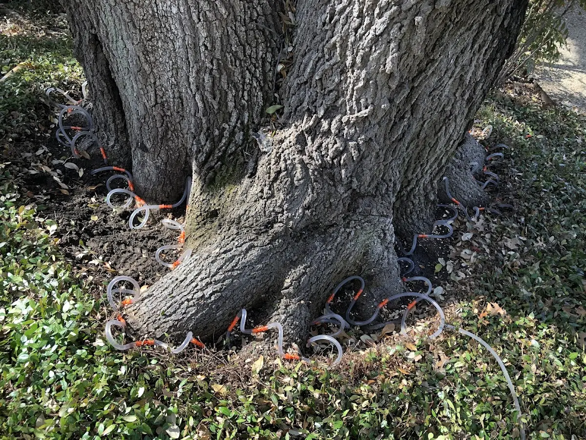 Detailed Tree Cabling and Bracing job site in Myersville
