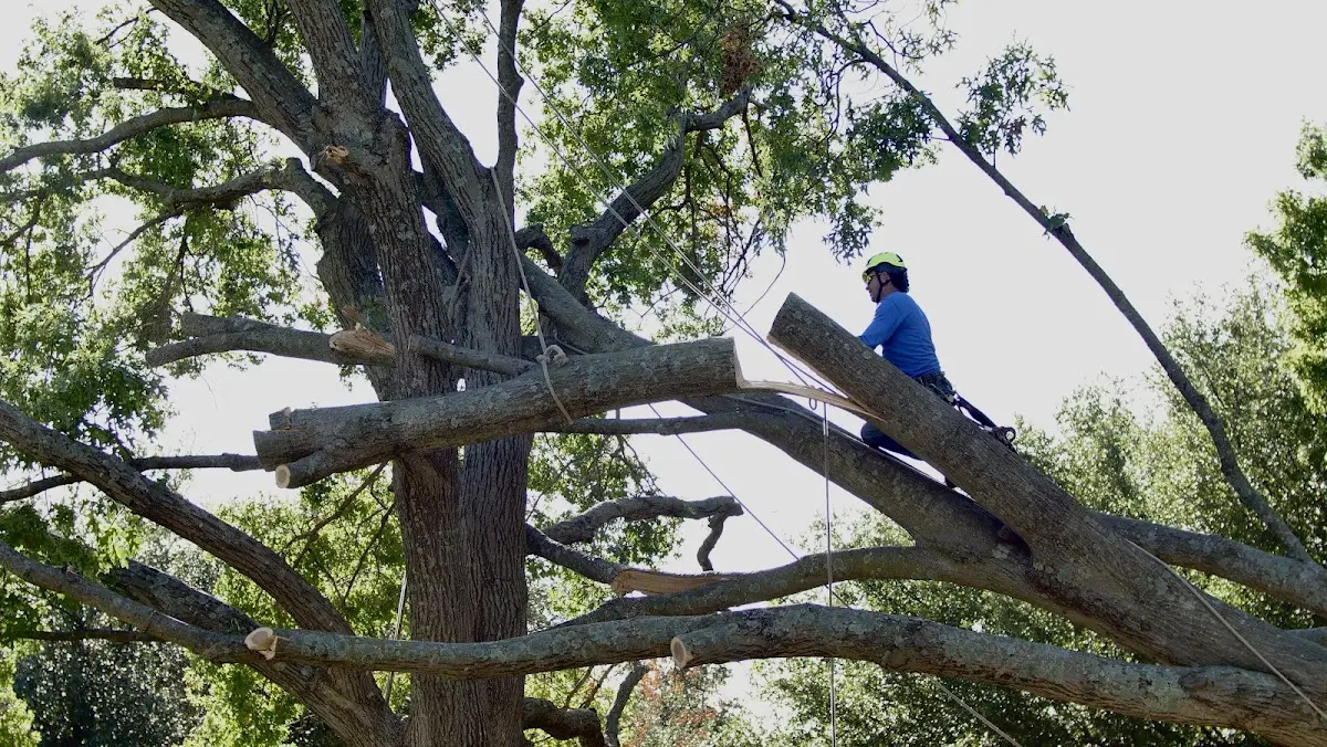 Professional Crown Thinning performed by certified arborists in Myersville