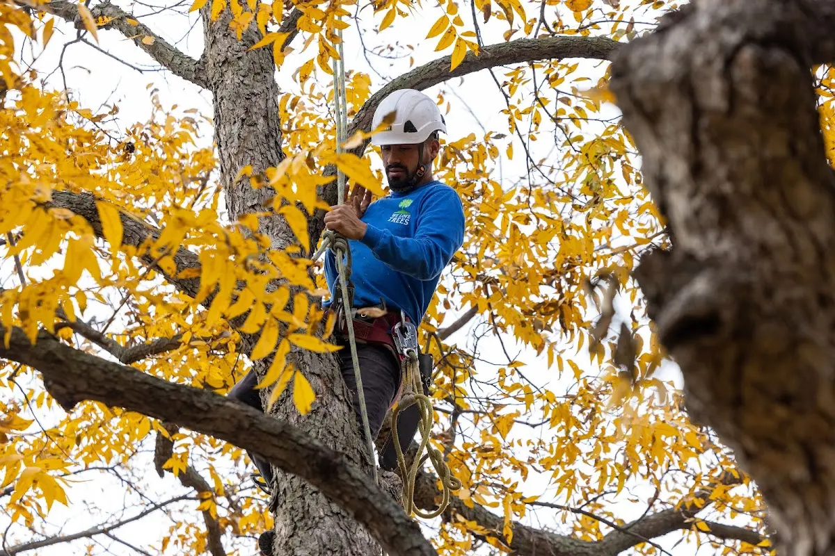 Skilled Tree Pruning crew working in Myersville