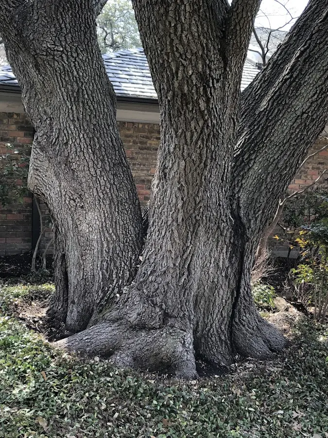 Mature heritage tree close to a Myersville property cared for by certified arborists
